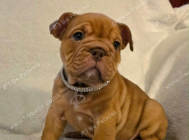 Beautiful English bulldog puppies