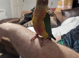Beautiful hand reared tame conure