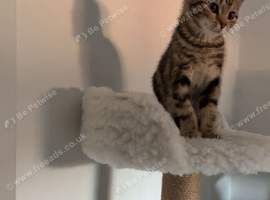 Kitten 4 month old