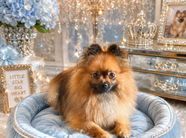 Handsome fox face Pomeranian for stud