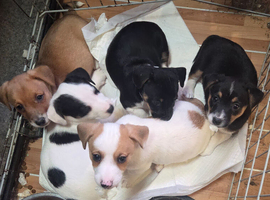 Jack Russell puppies