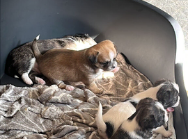 Puppies for sale