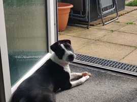 Bullgrey X Staffordshire bull terrier