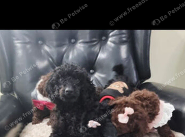 Adorable Miniature poodle Puppies