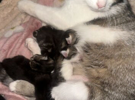 6 beautiful chunky kittens for sale