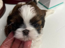My last girl puppy