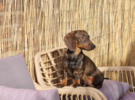 Rodger the dachshund