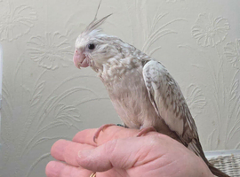 Handreared cockatiel