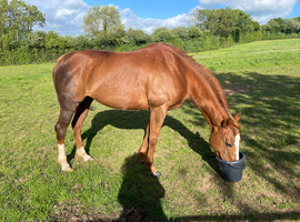 Beautiful, Kind 15.1hh TB
