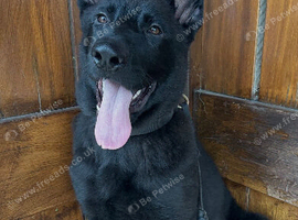 Full Working line all Black Male