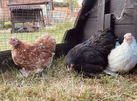 There different coloured Pekin girls