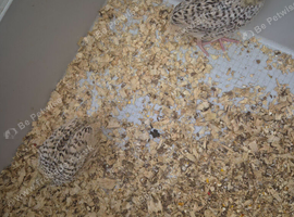 Young quail