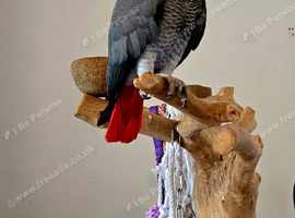 Cockatoo wanted good home waiting