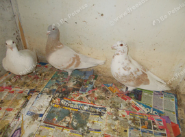 RACING PIGEONS FOR SALE &pound;5 EACH (3)..