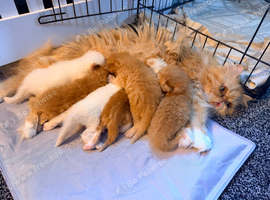 Exotic Persian kittens