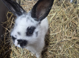 English spot rabbits for new home