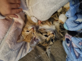 2 kittens seeking forever homes