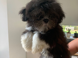 Adorable Lhasa Apso Boy puppies for sale