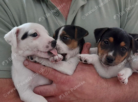 Traditional Jack Russell pups
