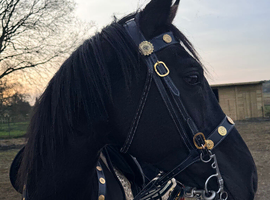 British warmblood stallion