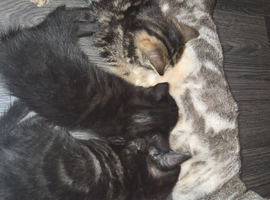 3 gorgeous kittens for sale