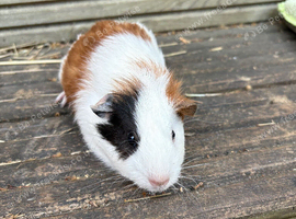4 baby guinea pig girls ready now