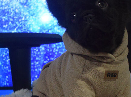 Fluffy frenchie pup