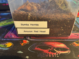 Amazon Red Head