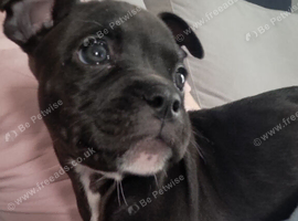 Beautiful jet black staffy puppy female.