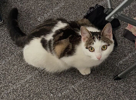 Last white kitten