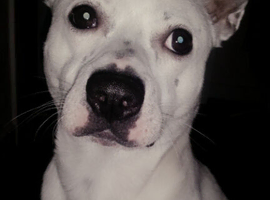 Looking to rehome to a loving home