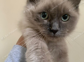 FEMALE RAGDOLL KITTEN