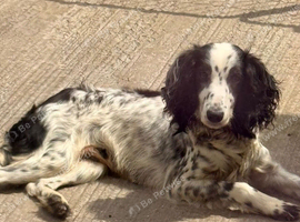 Cocker spaniel looking for a new home