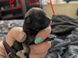 Chihuahua puppies for sale