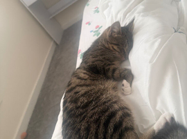Domestic shorthair kitten 9 months old