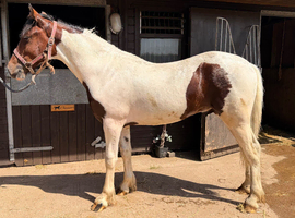 Light / sports cob