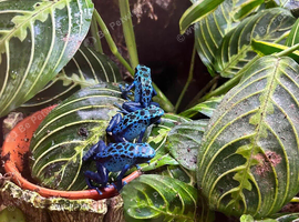 Bioactive dart frog tank