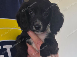 Cocker spaniel pups ready now