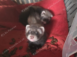 2 female ferrets 11 weeks old