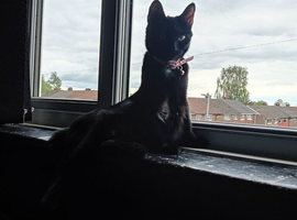 Cat female 1 years old