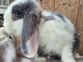 Blue otter split mini lop doe