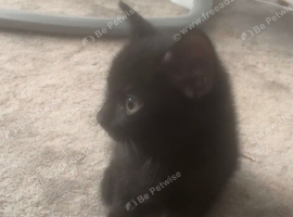 ️two beautiful tuxedo kittens available ️