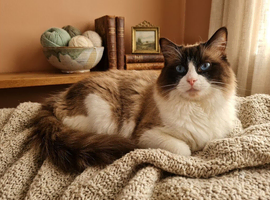 Ragdoll Bi-Colour Proven Male
