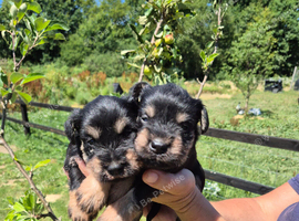 KC Registered Miniature Schnauzers