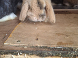 Beautifull mini lops