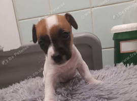 Jack russell pups