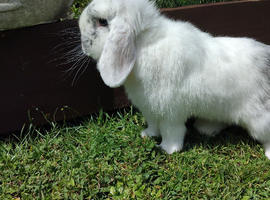 Purebred mini lop doe (girl