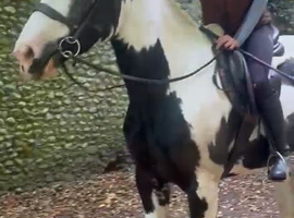 Top class happy hacker/fun kind cob