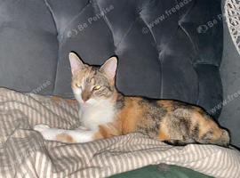 Female cat