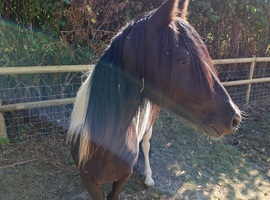 2 yr old cob x mare to make 13.2